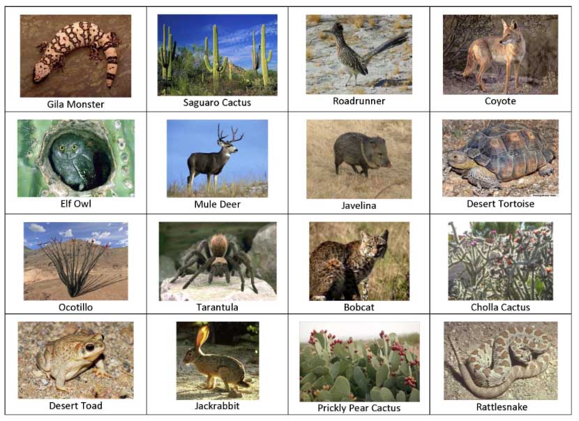 desertanimals.jpg (830×603) Desert animals and plants