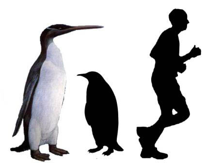 fossilpenguins.jpg