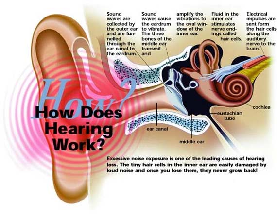 hearing ears