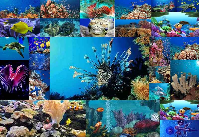Why is marine biology important?