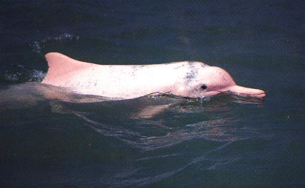 Pink Dolphins 1
