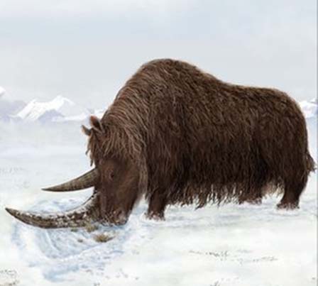 Image result for woolly rhinoceros gif