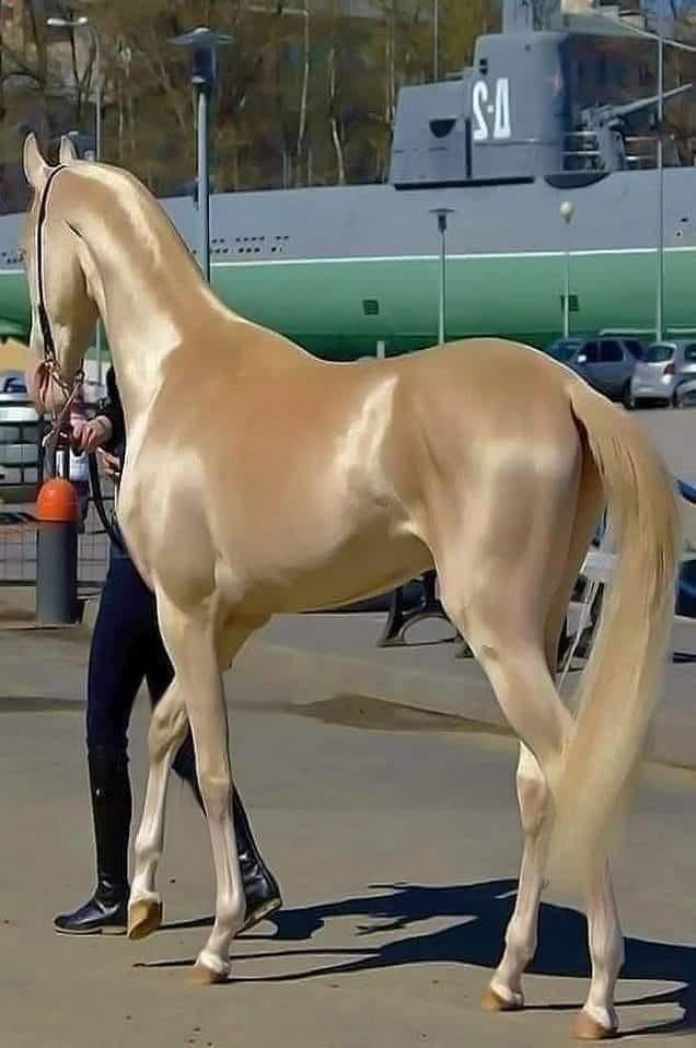 Akhal-Teke - The Golden Horses - Crystalinks