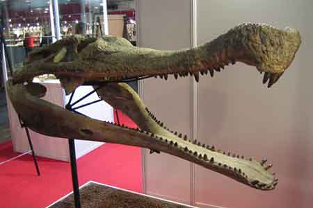 crocodile desert sahara fossil found fossils crystalinks epoch times foot era skull january fossilized