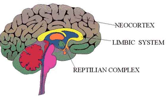 Reptilian Brain - Crystalinks